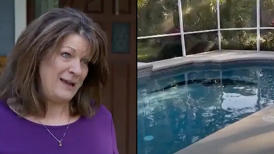 Woman wakes up to 400lb alligator in her swimming pool