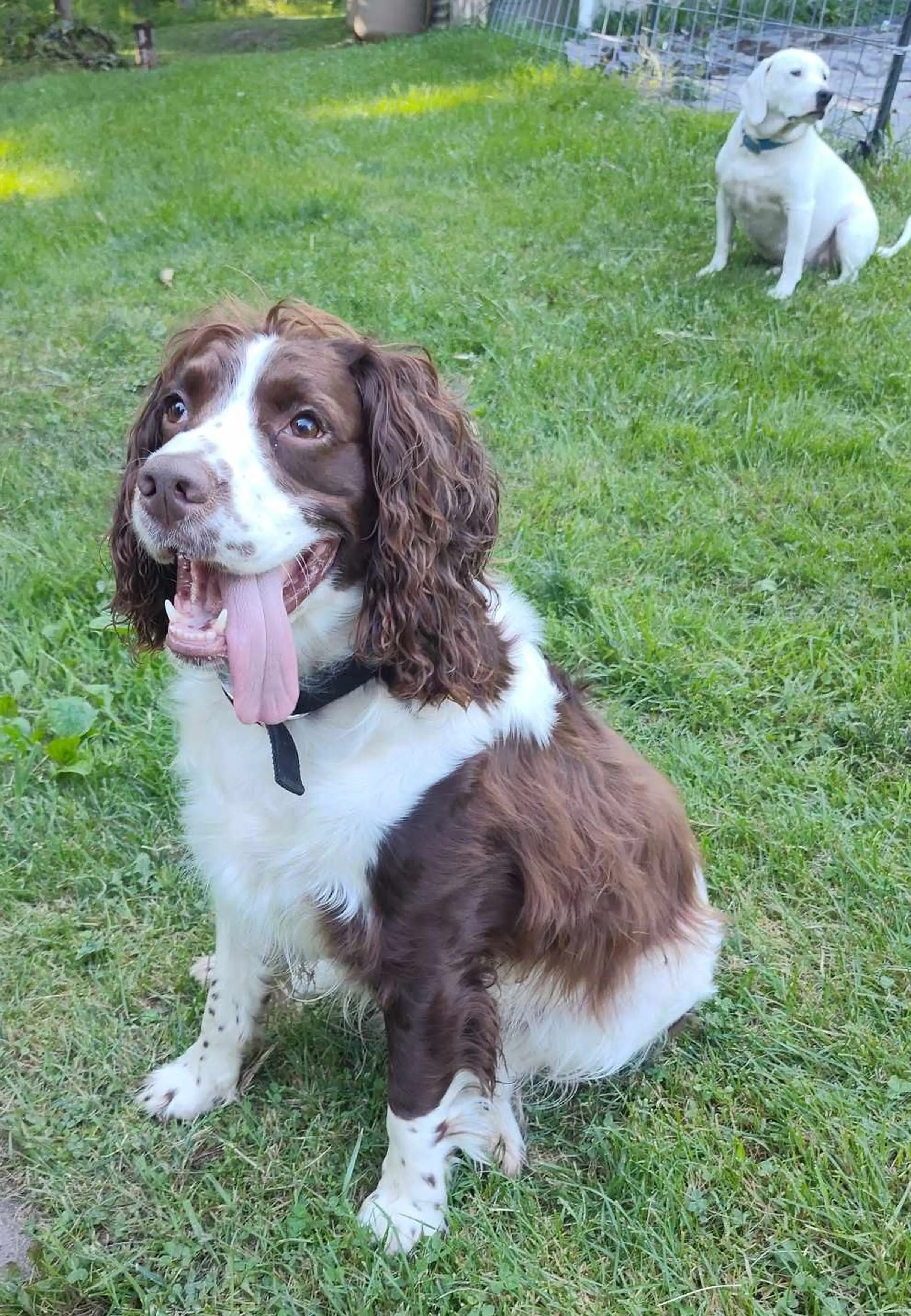 One of the family dogs accidentally caused the accident. (Kennedy News and Media)