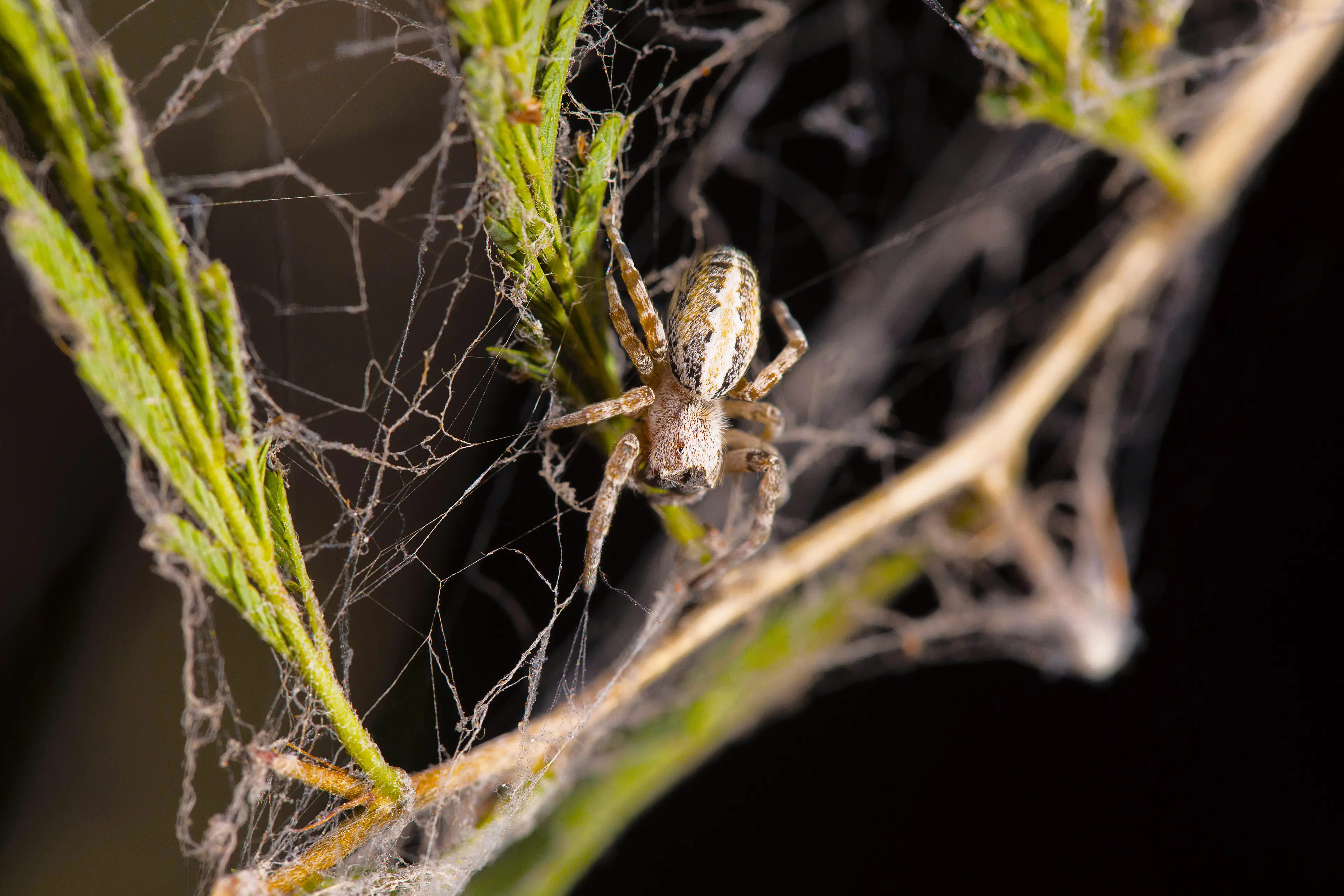 Don't say you like the remake if you haven't heard the original where Incy Wincy is a drunk hobo who gets hit by a train.