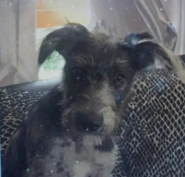 He says Shy had no history of aggressive behaviour (Facebook)