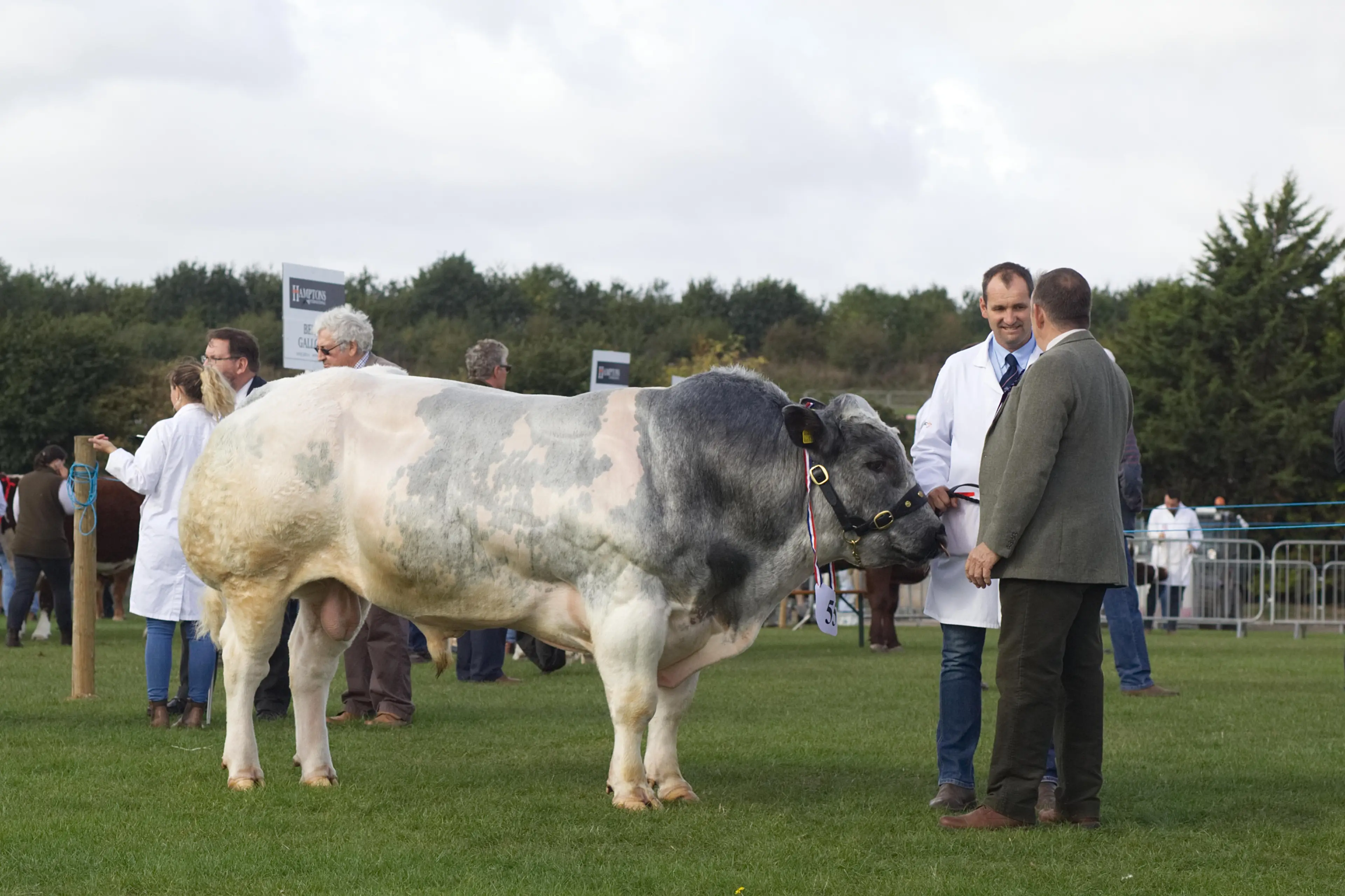 Big bull. Big bullocks.