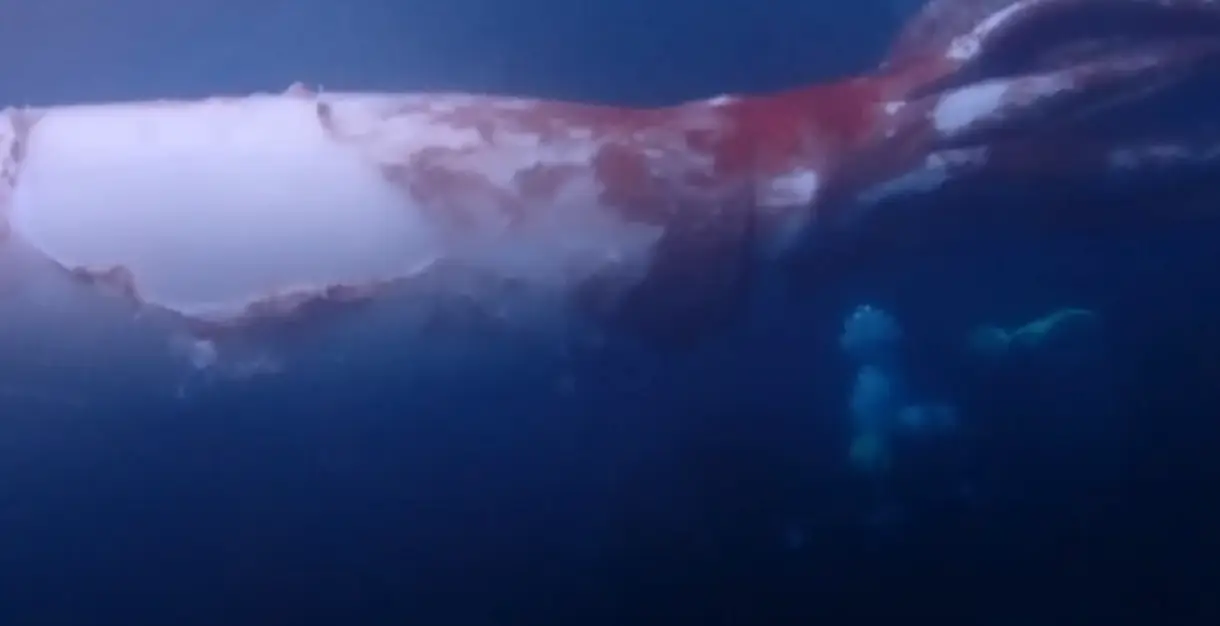 One of the divers can be seen in the bottom right corner (Newsflare)