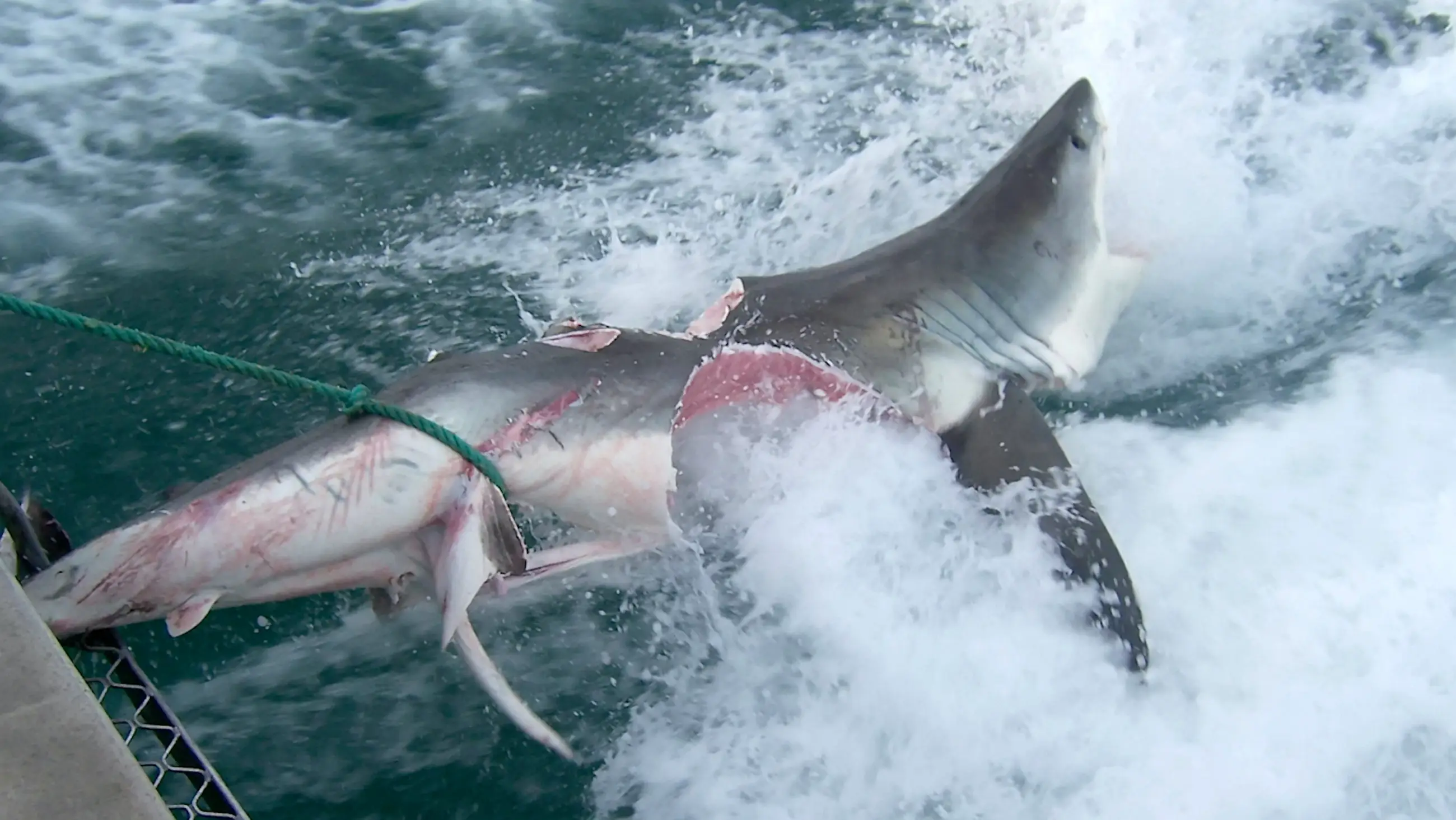 One of the sharks had two enormous bite marks. (SWNS)