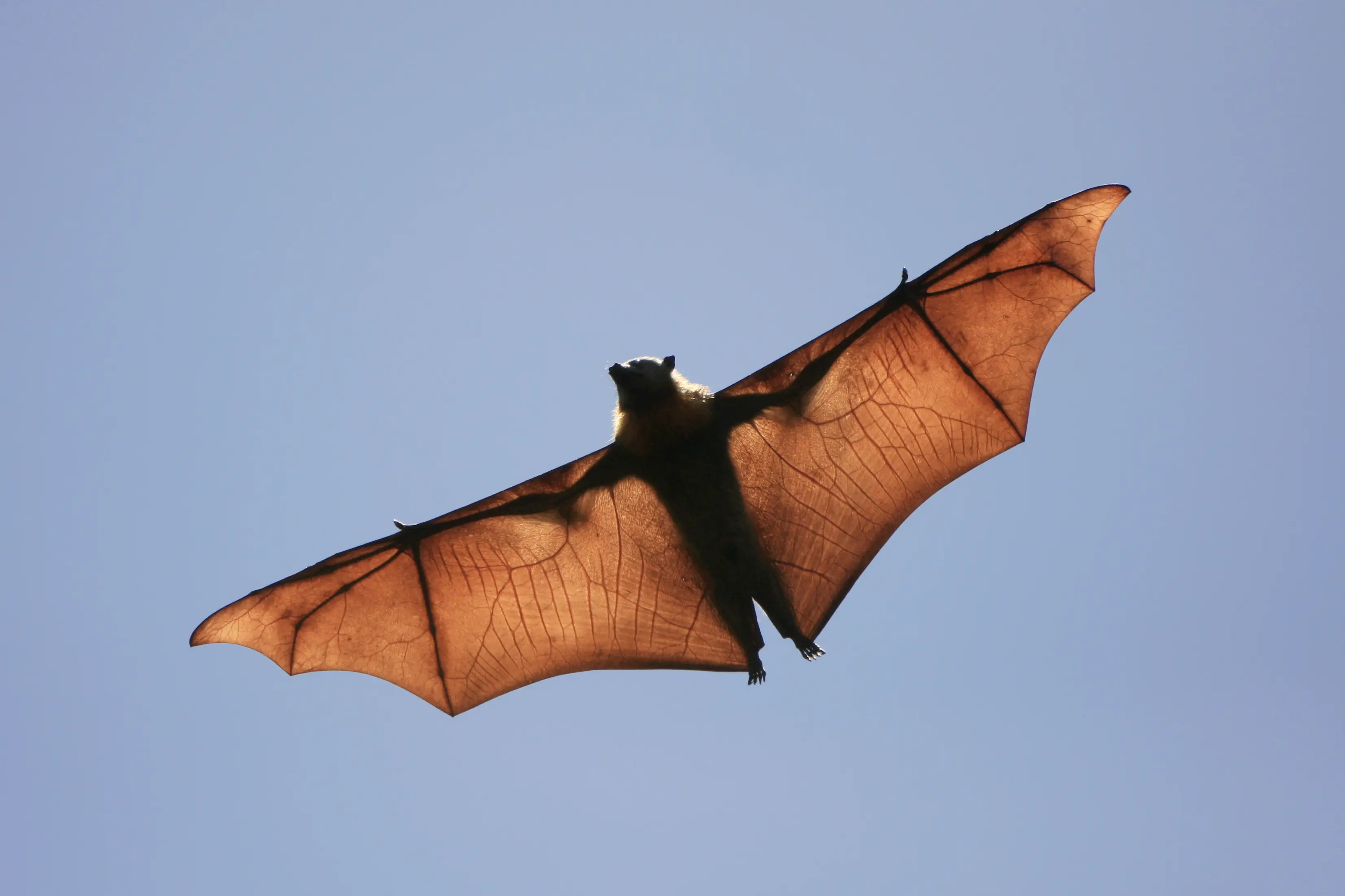When they stretch out their wings the flying fox can reach a width of about 1.5 metres, or just less than one Kylie Minogue (CraigRJD/Getty Images)