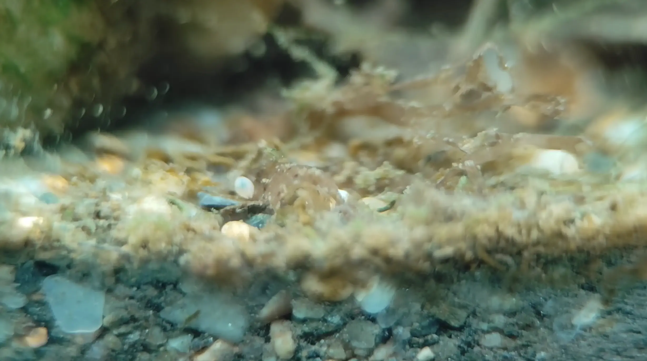 He built the ecosystem using a mixture of plants, sewage water and sand (YouTube/HabitatForge)