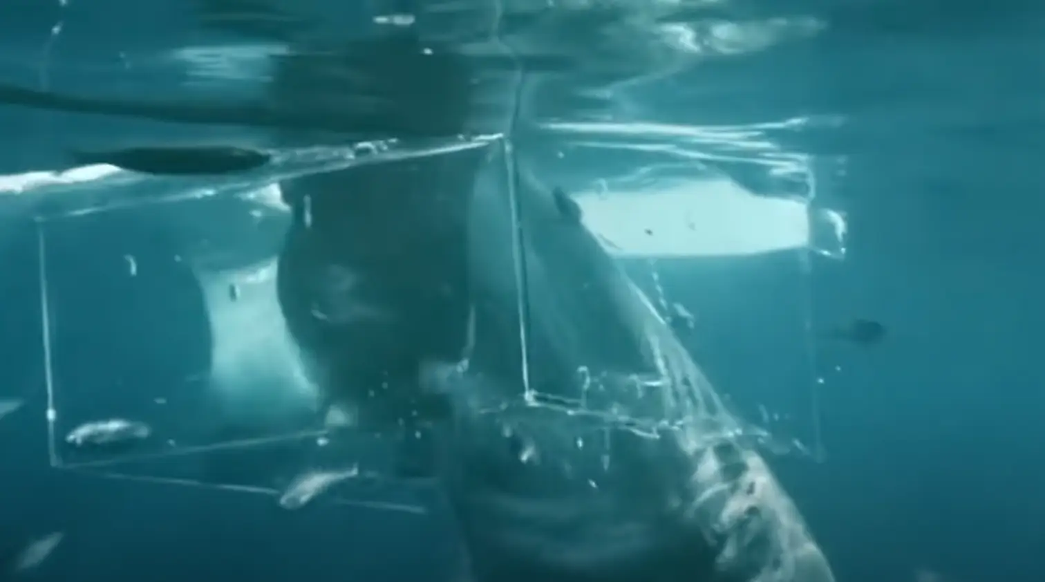 The shark narrowly avoided Partington as it bit into the cage.