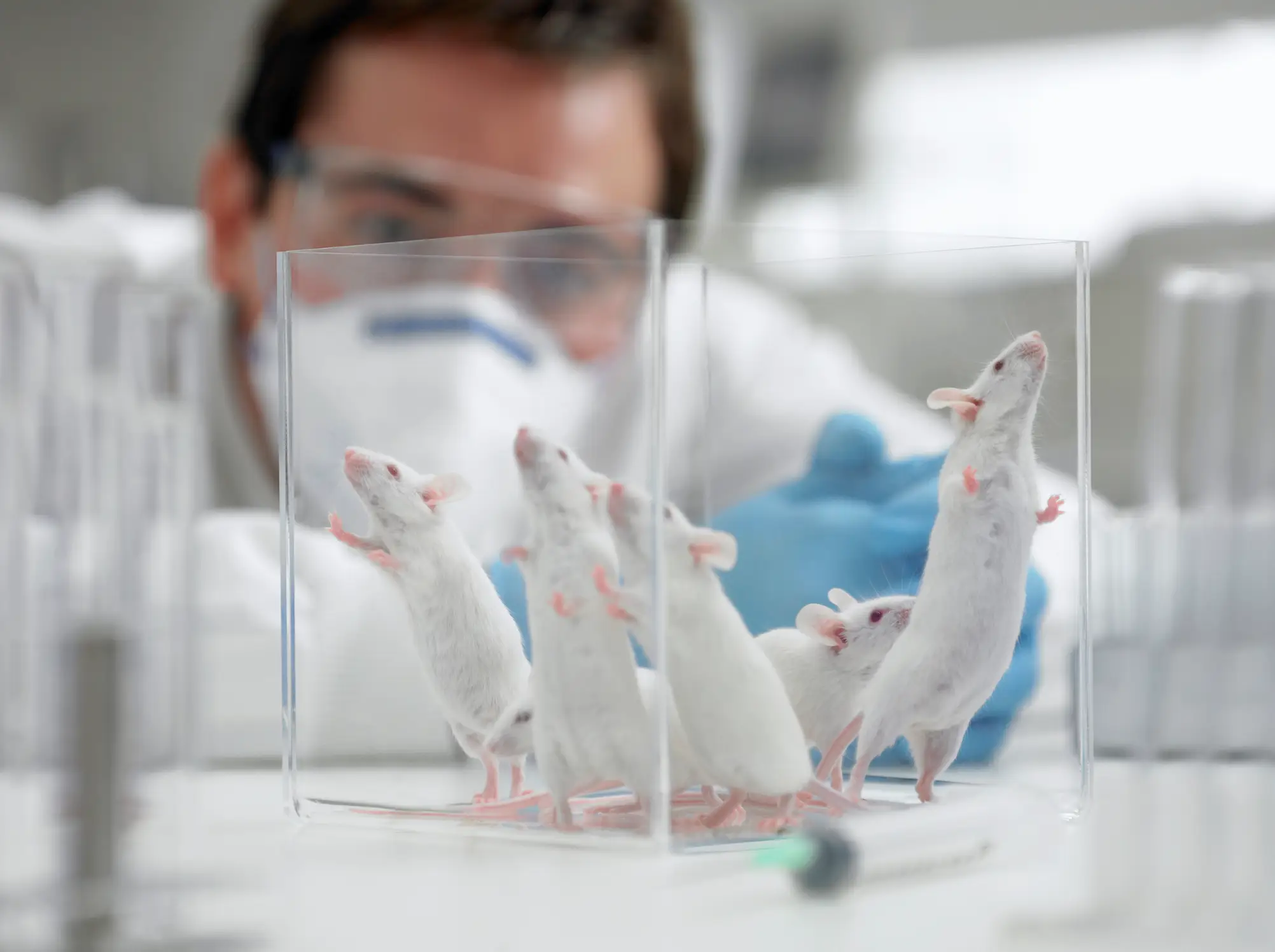 The mice lived around 100 days longer after GLP-1 injections (Getty Stock)
