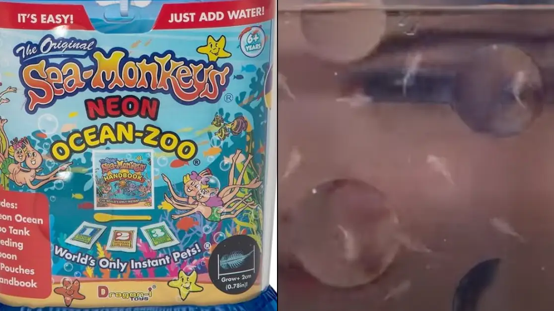 Amazon/WikiMedia Commons