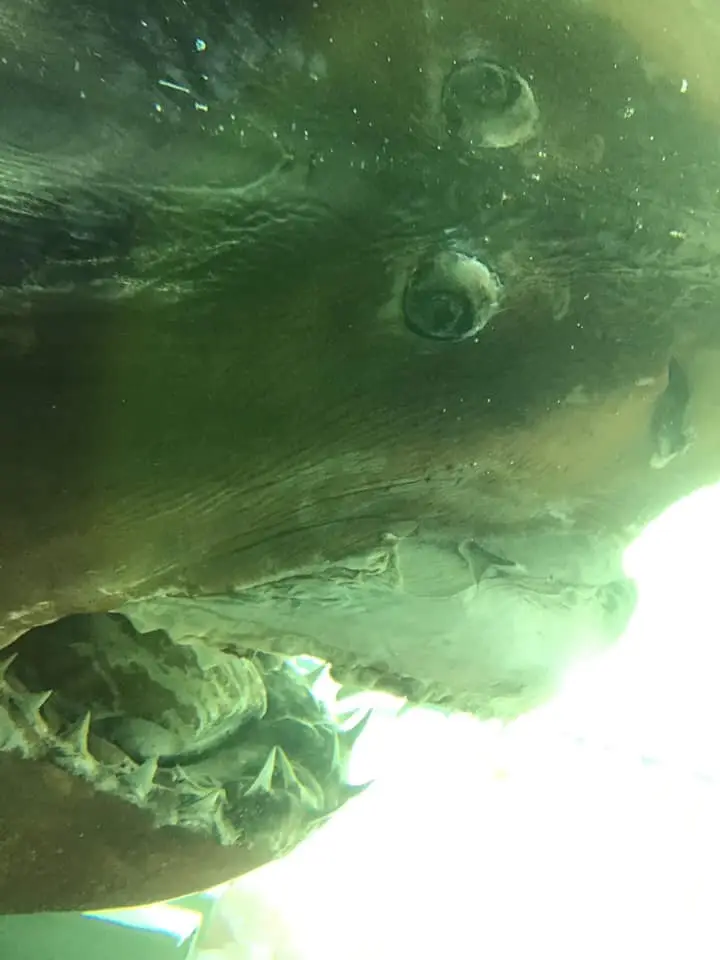 YouTubers used to break in and vandalise Rosie the Shark's tank (Facebook/Rosie the Shark)