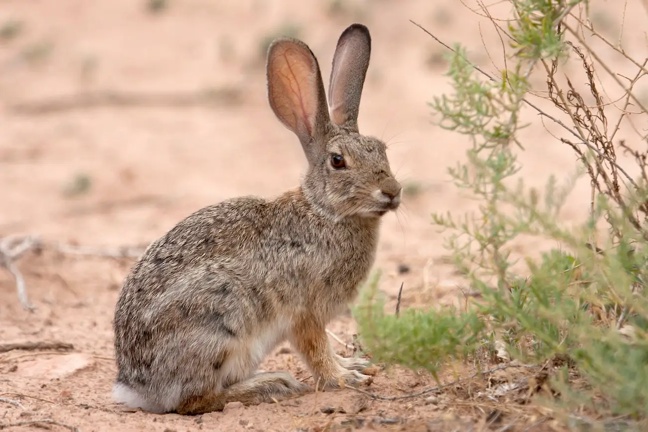 Rabbits will tend to just get over the virus themselves (Getty Stock Images)