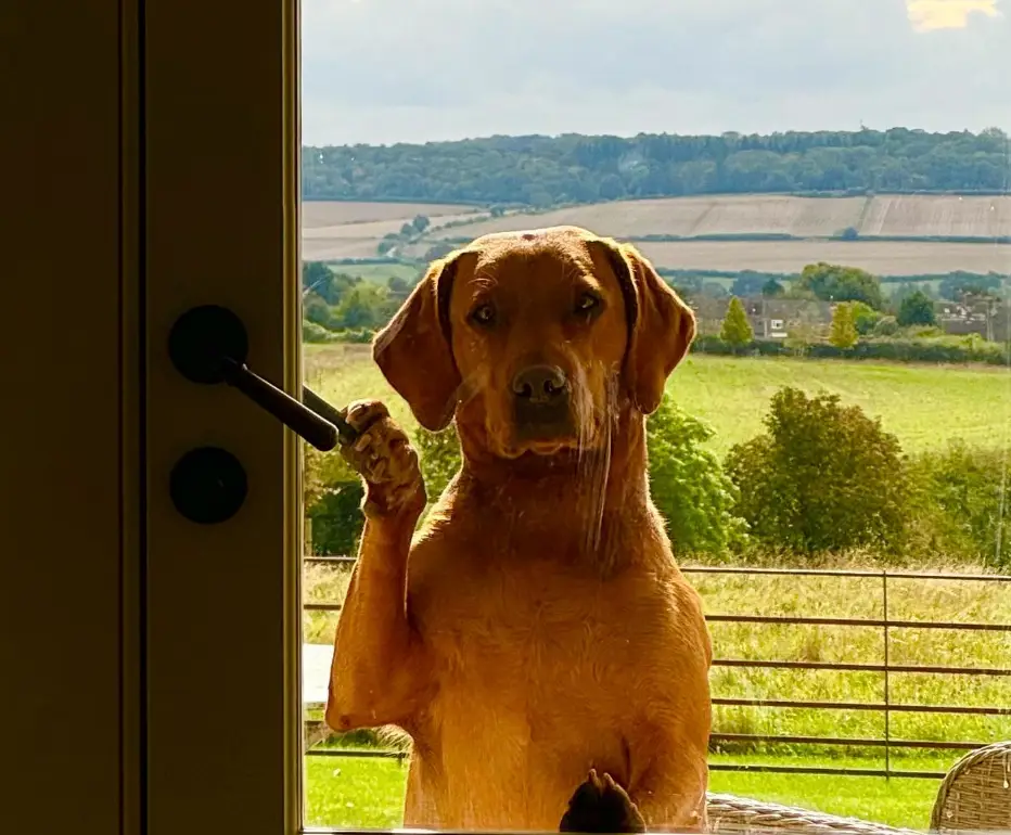 Sansa, Jeremy Clarkson's dog (Instagram/@jeremyclarkson1)
