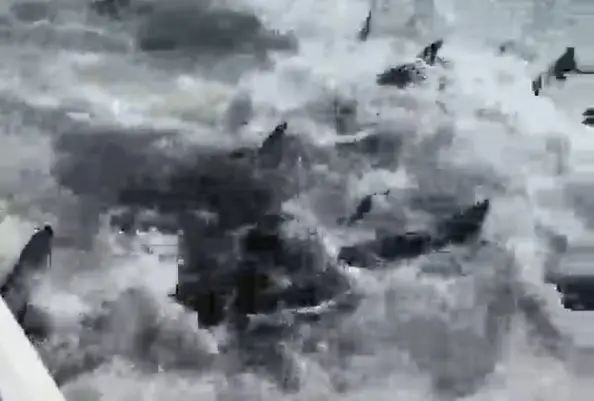 The sharks turned the water red with blood as they fed on fish.