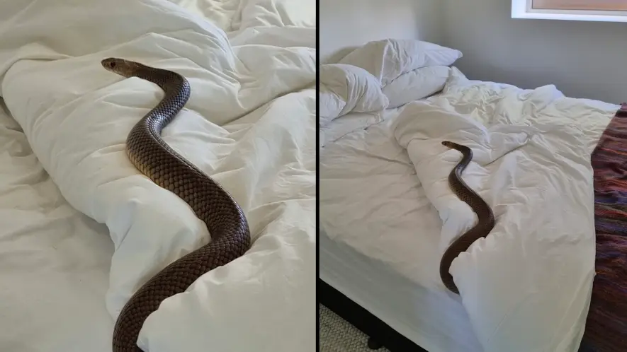 Facebook/Zachery's Snake and Reptile Relocation