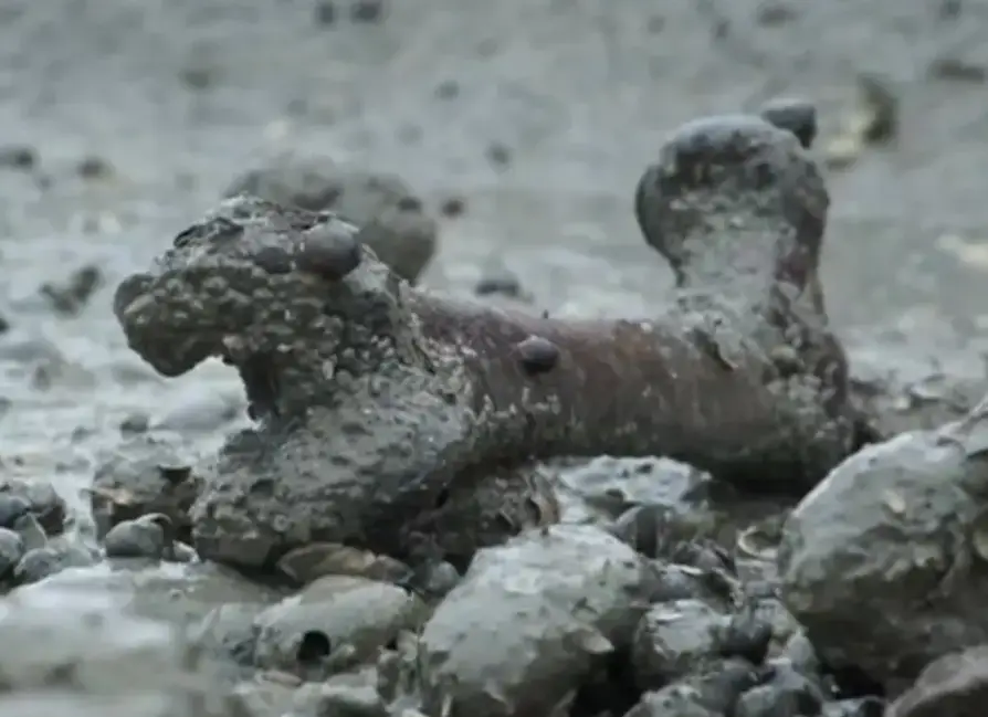 The tides stripped away the mud, and the exposed bones were spotted on the beach (BBC)