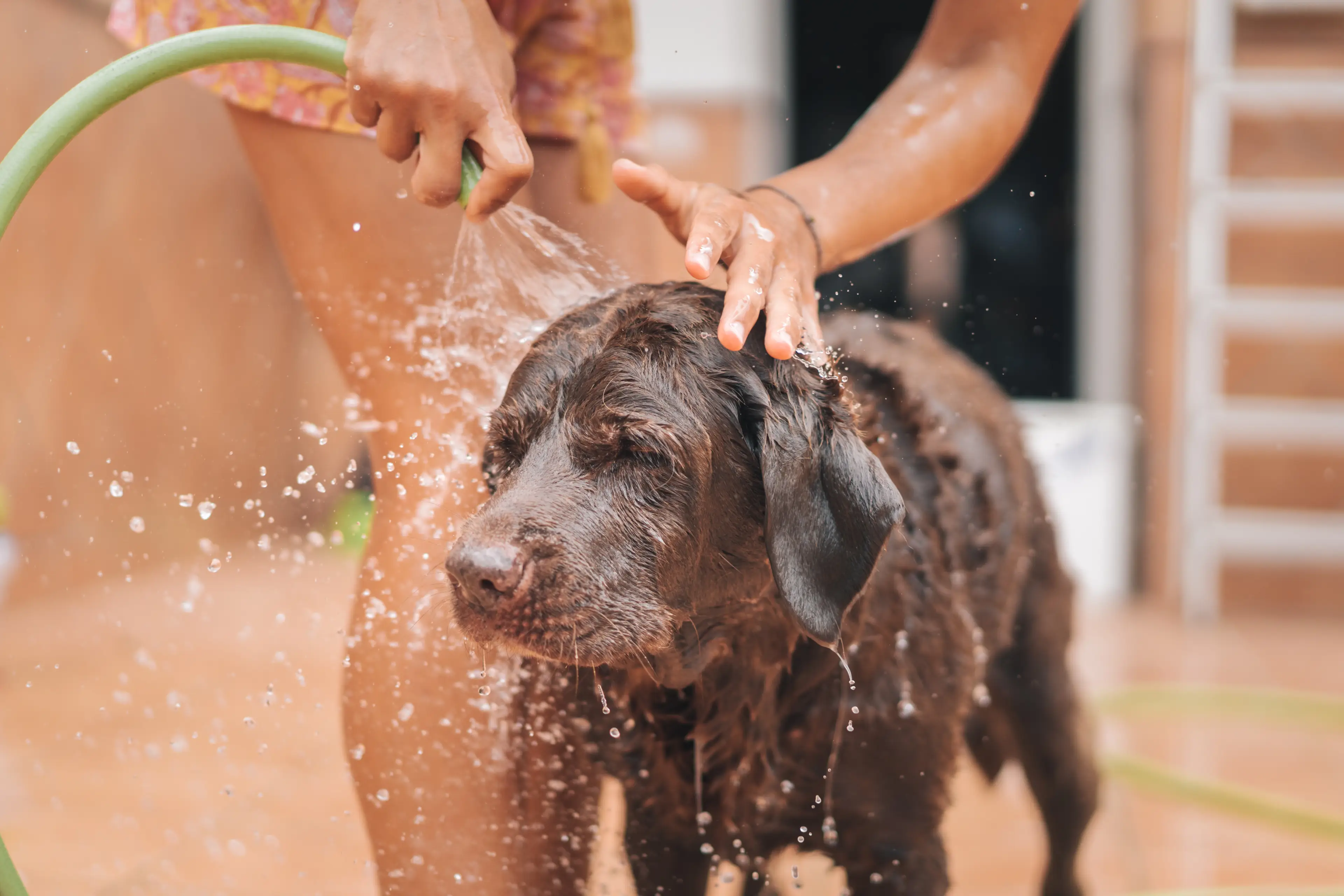 Dogs can get sunburnt too (Getty Stock Images)