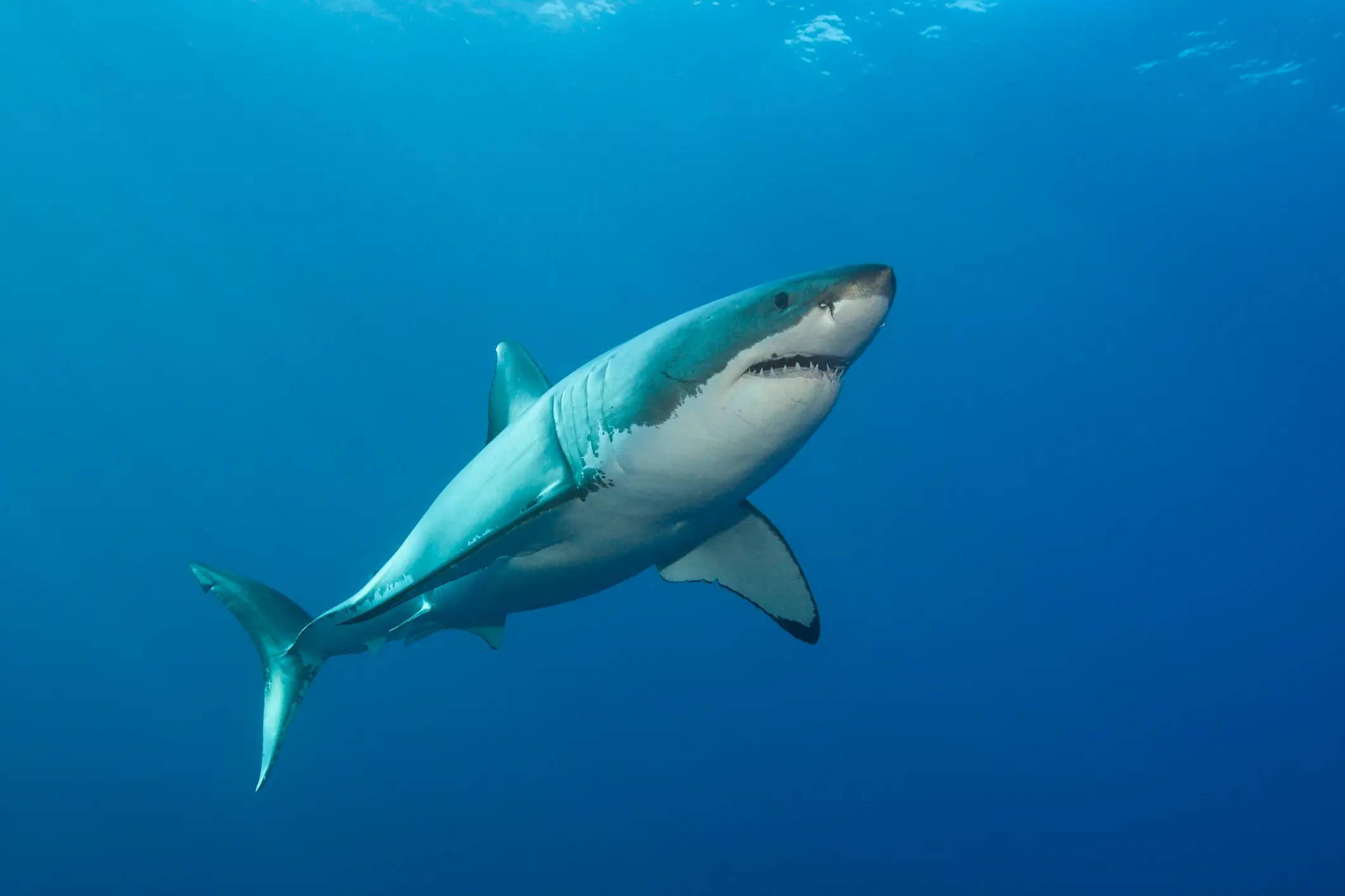 Great White Sharks can grow to lengths of up to 4.9 metres. (Getty Stock Photo)