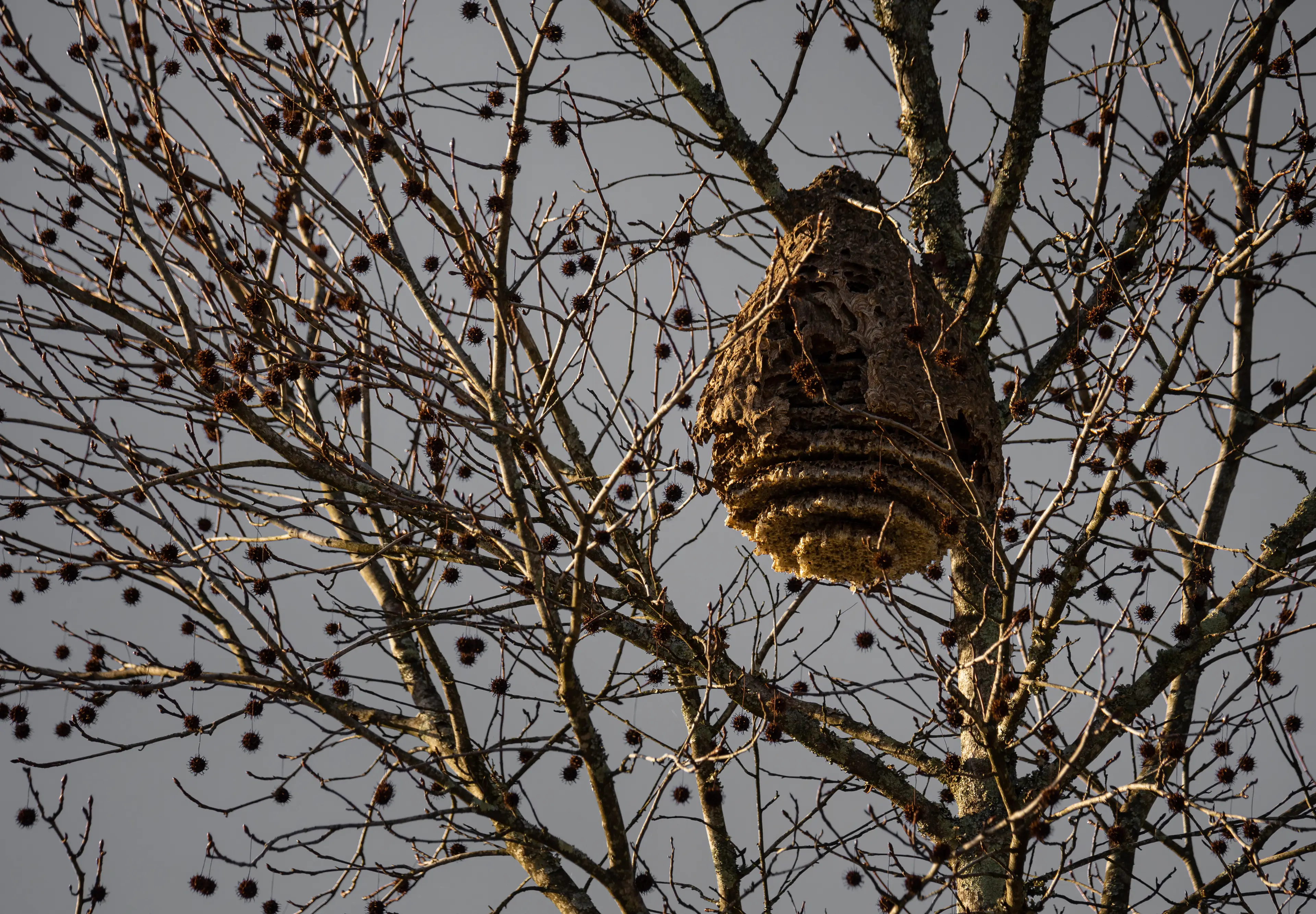 Disturbing a nest could spell trouble for you and those near you. (Getty Stock Photo)