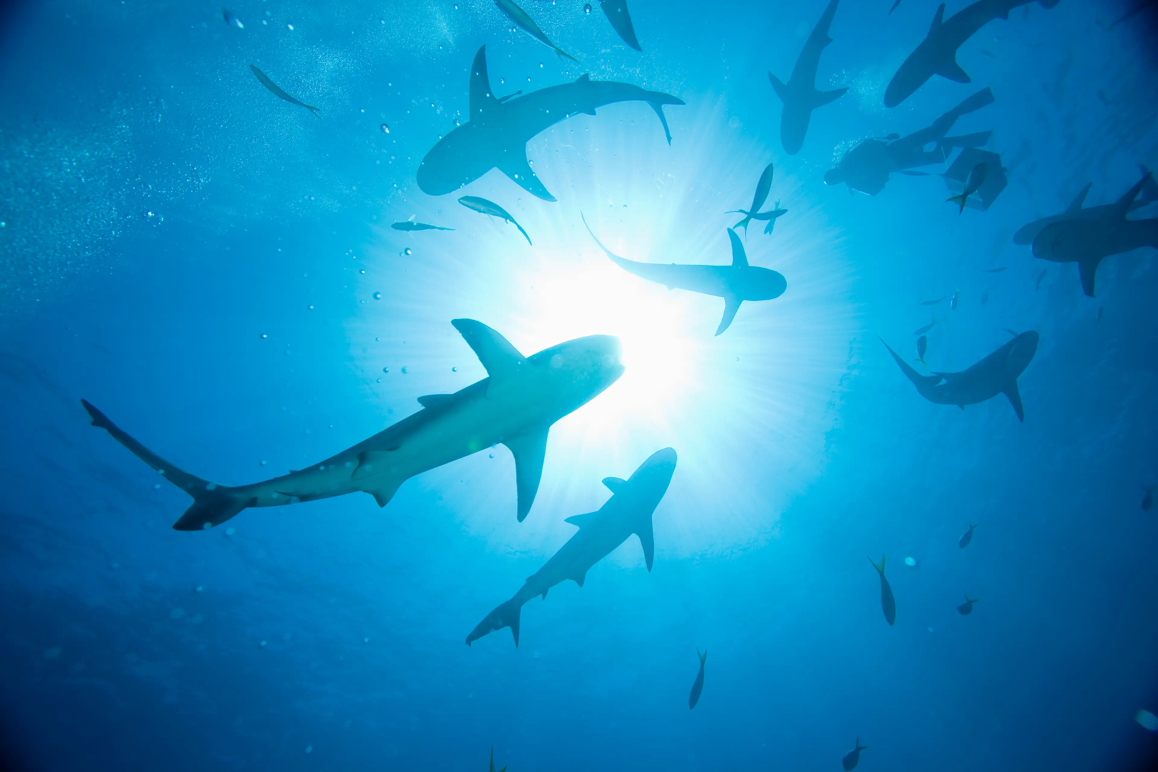 Witnesses said that despite the shark attack the woman was able to get up the beach and away from her attacker. (Getty Stock Photo)
