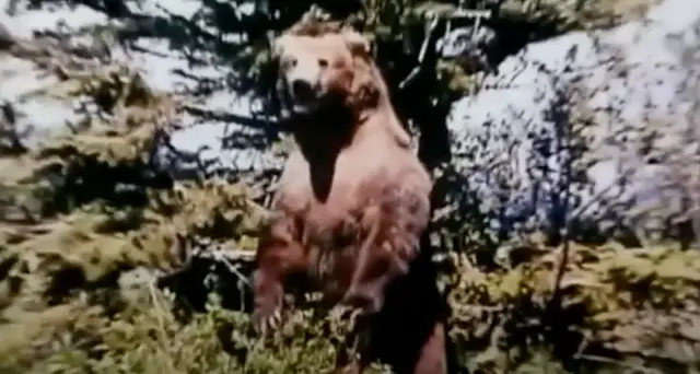 The environmentalist spent a lot of time living amongst bears and believed he had gained their trust (Lionsgate films)