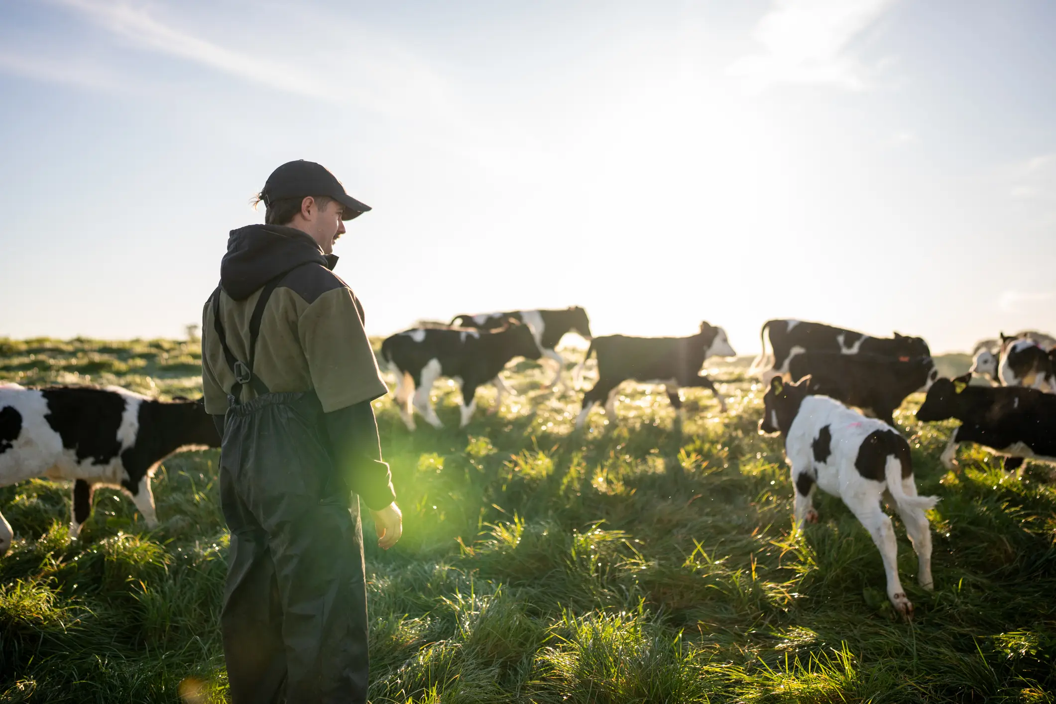 Cattle shortages are having a big impact (getty stock)