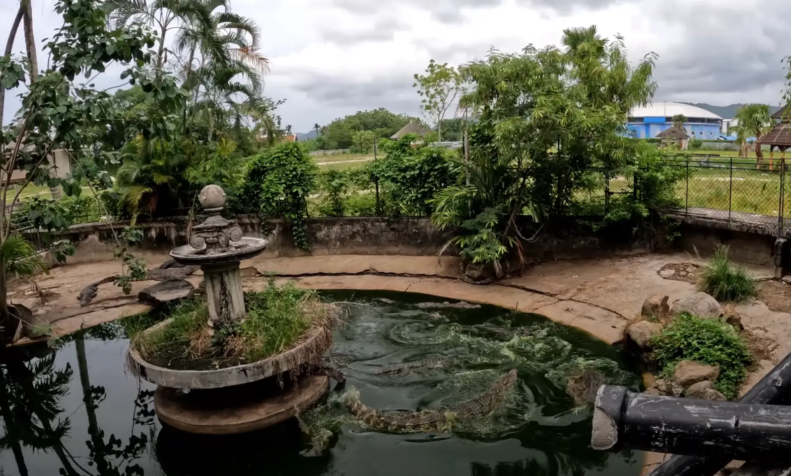 Crocodiles can be seen moving in the pond in one of the clips King shared (YouTube/SeanKing5150)