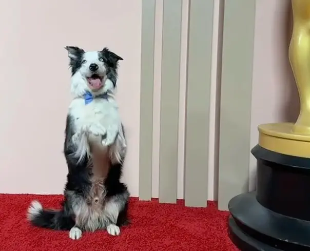 Messi the dog, if there was an Oscar for Goodest Boy he'd win it.