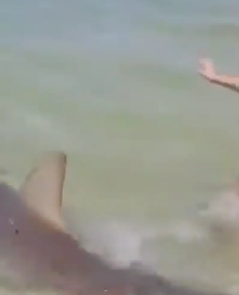 The footage was filmed before the shark attacked the man (X)