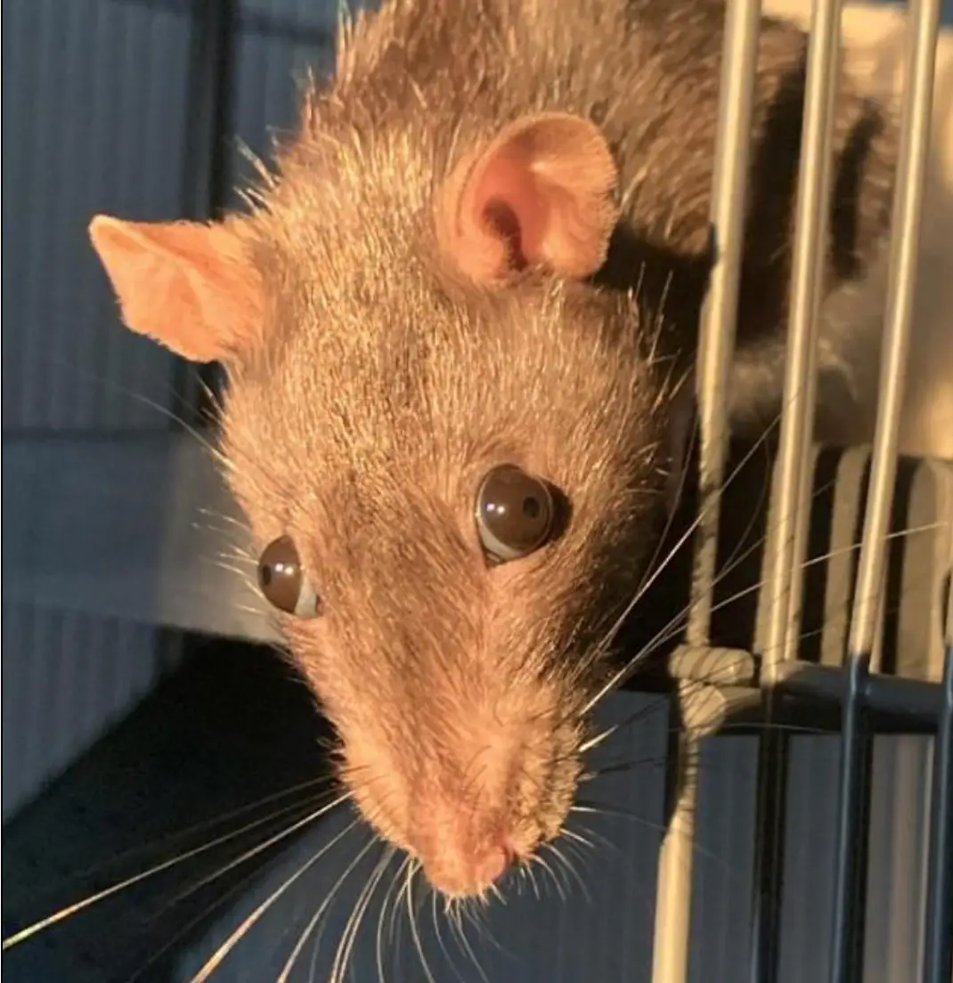 "This photo does not help the rat cause at all."