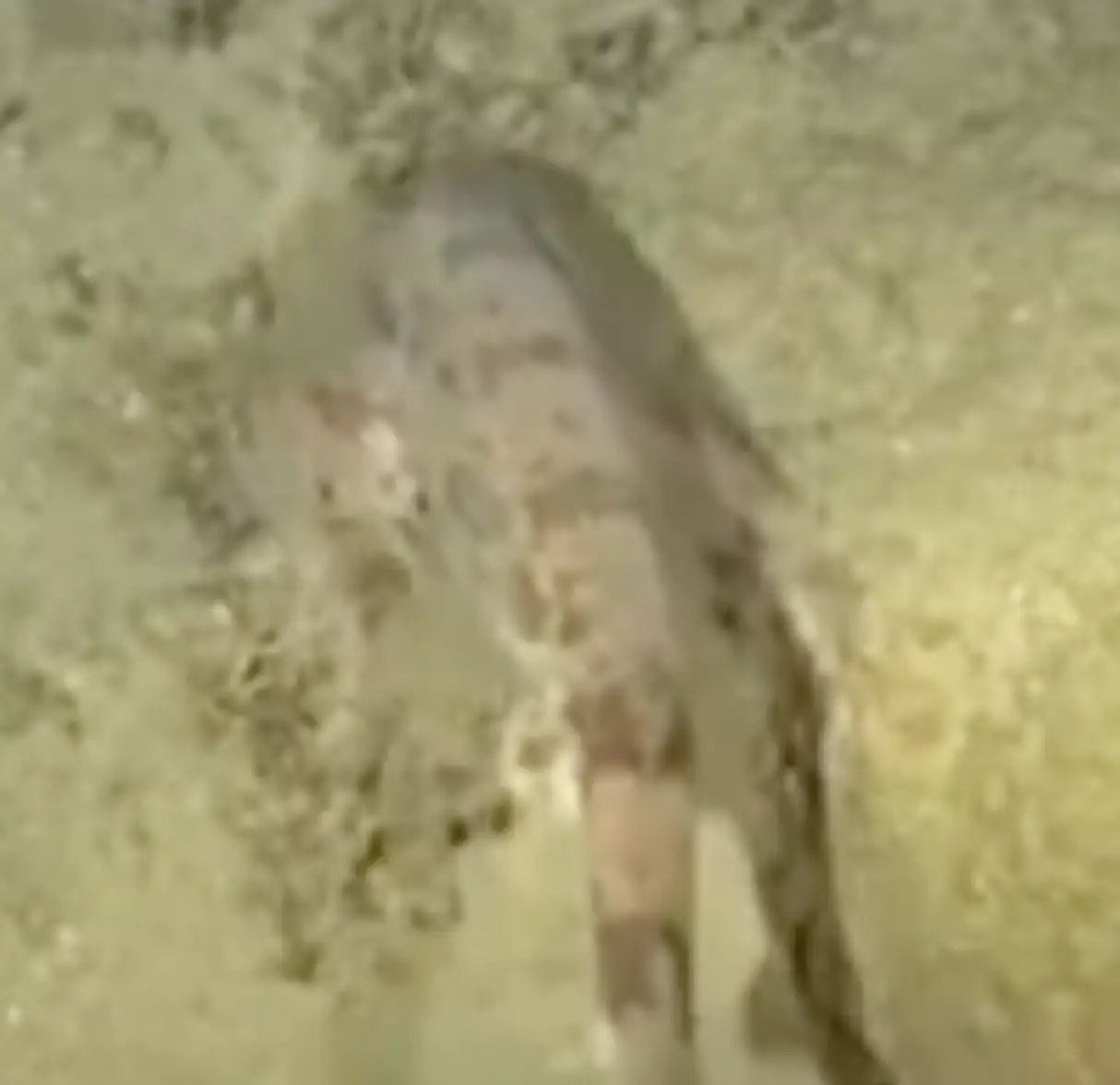 The deep sea shark (National Geographic Exploration Technology Lab and Louw Claassens)