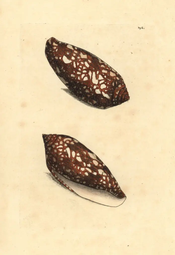 Inside the cone hides a potentially deadly snail (Florilegius/Universal Images Group via Getty Images)