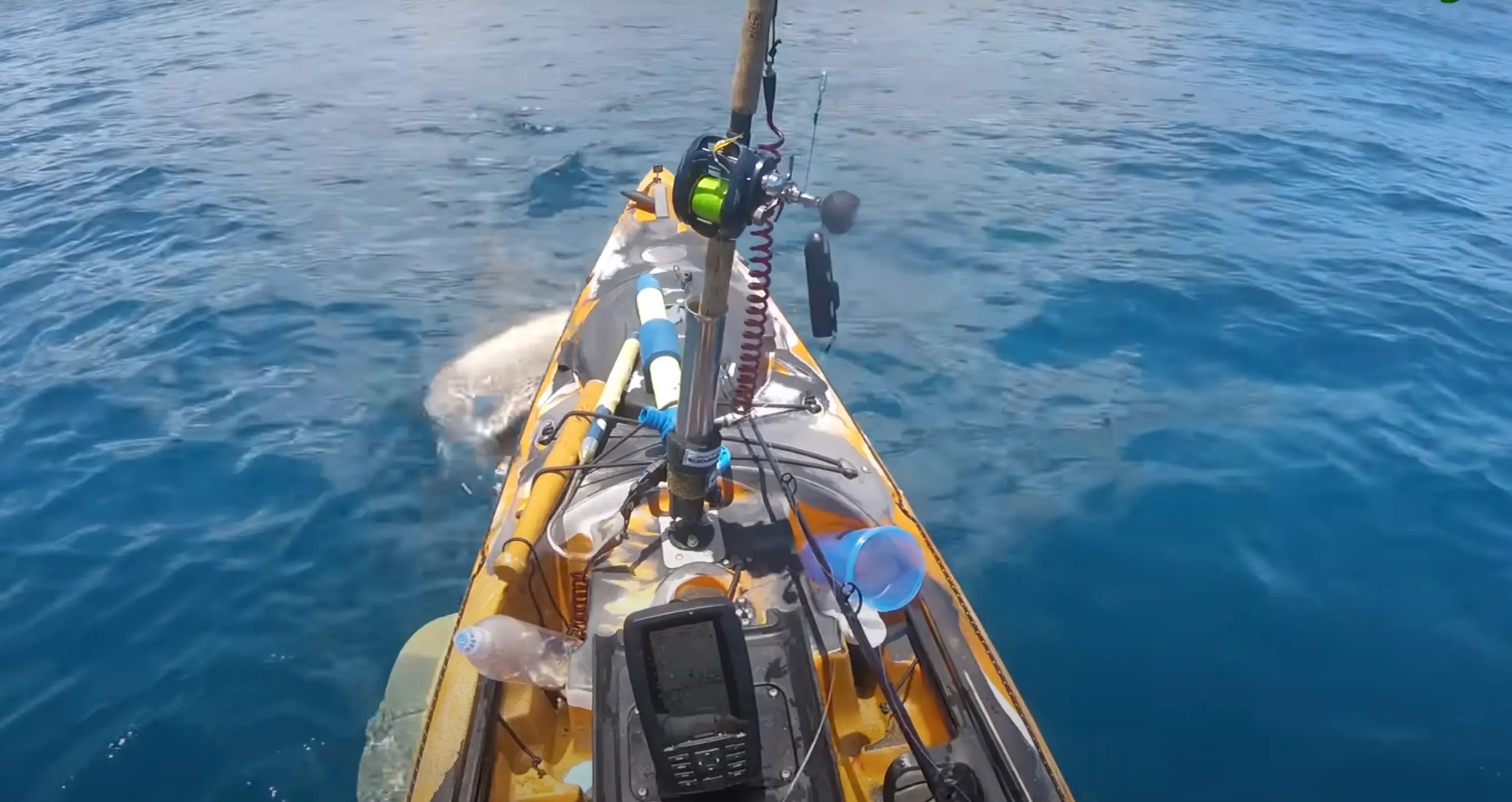 The footage is enough to make you jump (Hawaii Nearshore Fishing via Storyful)