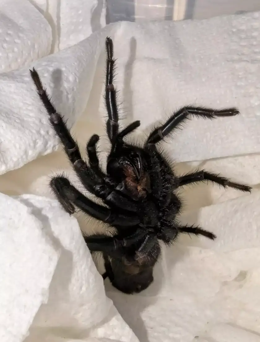 Fortunately, only one of these spiders has actually arrived in the UK... that we know of (Pen News)