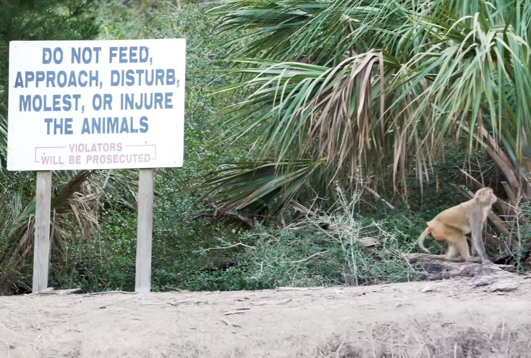 It's pretty clear you should stay away from the island and its inhabitants (YouTube/ Mason Obscura)