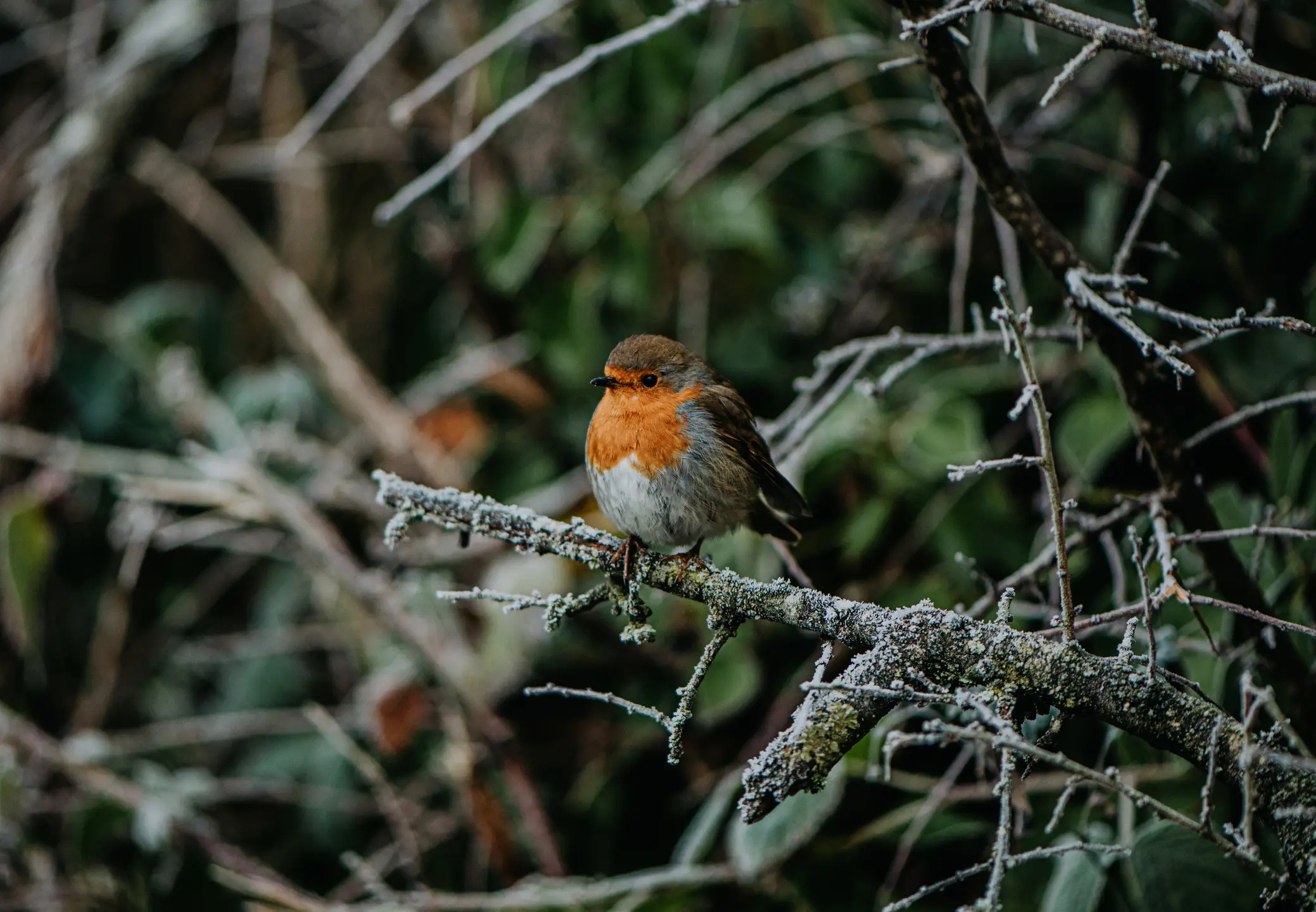 As are robins (Getty Stock Images)