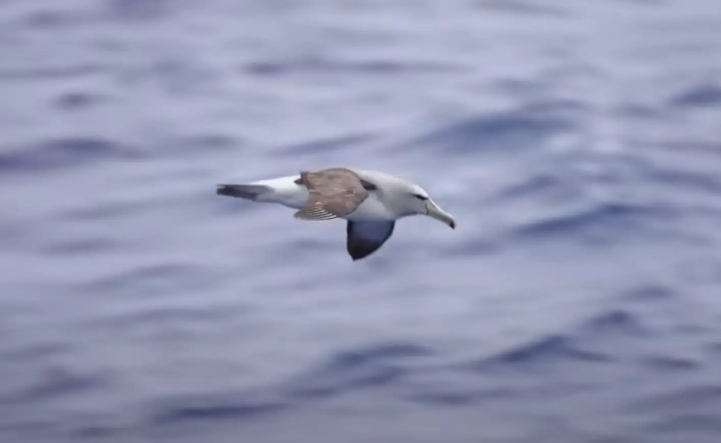 A flock of birds showed up while they were at Point Nemo (YouTube/Chris Brown Explores)