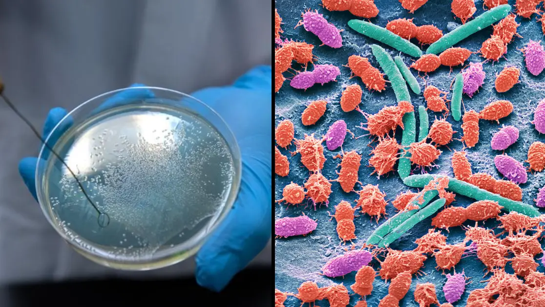 Scientists find 'deadly vampire bacteria' that have a thirst for human blood