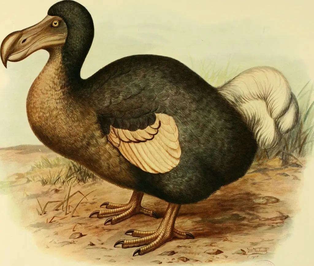 The dodo went extinct in 1681 (Smith Collection/Gado/Getty Images)