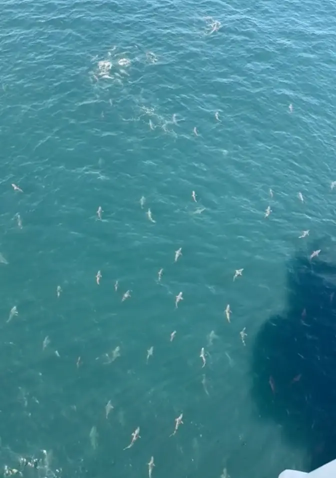 There looked to be more sharks lower beneath the surface.