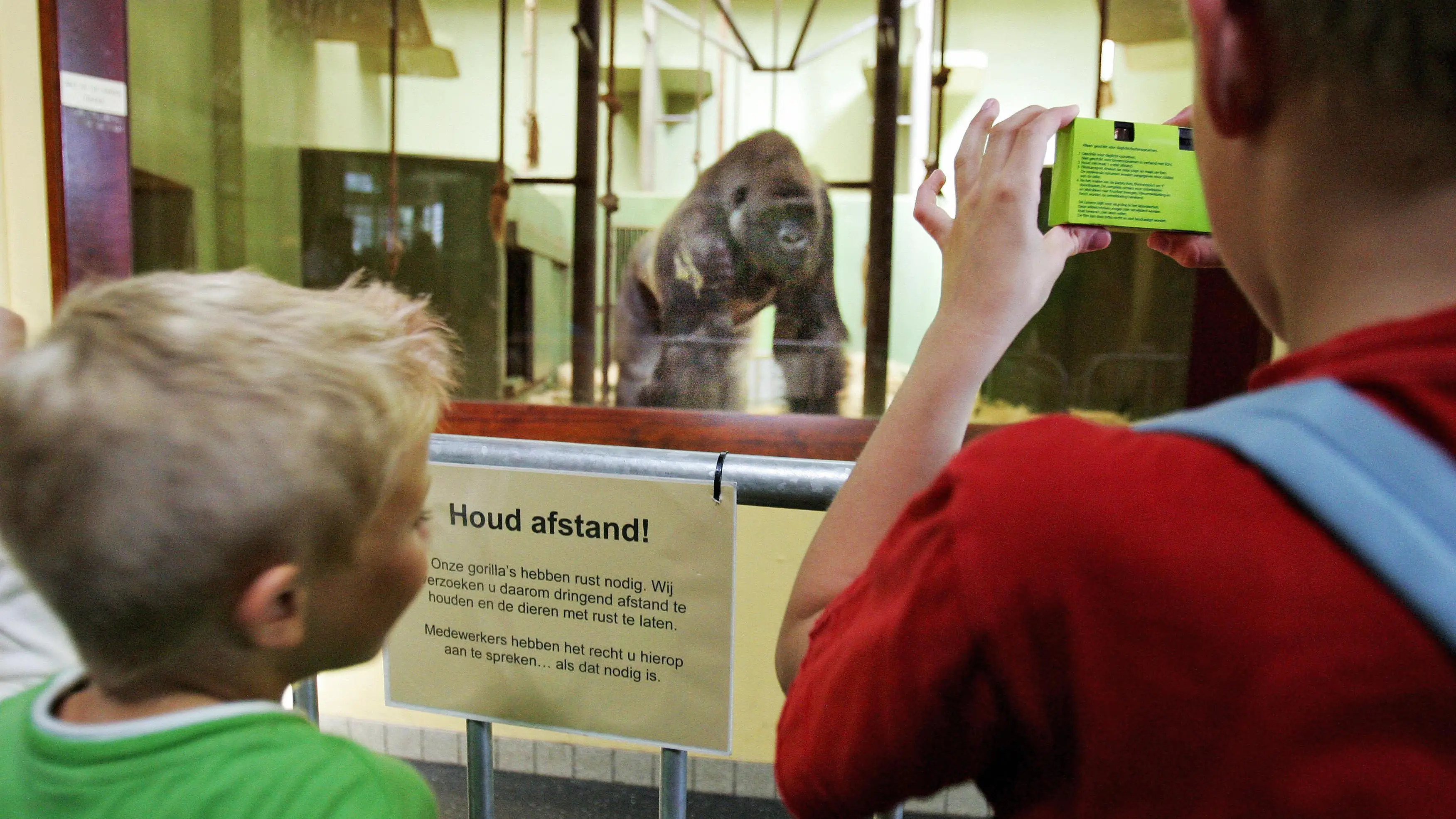 Woman paid horrifying price after making eye contact and smiling at gorilla in enclosure