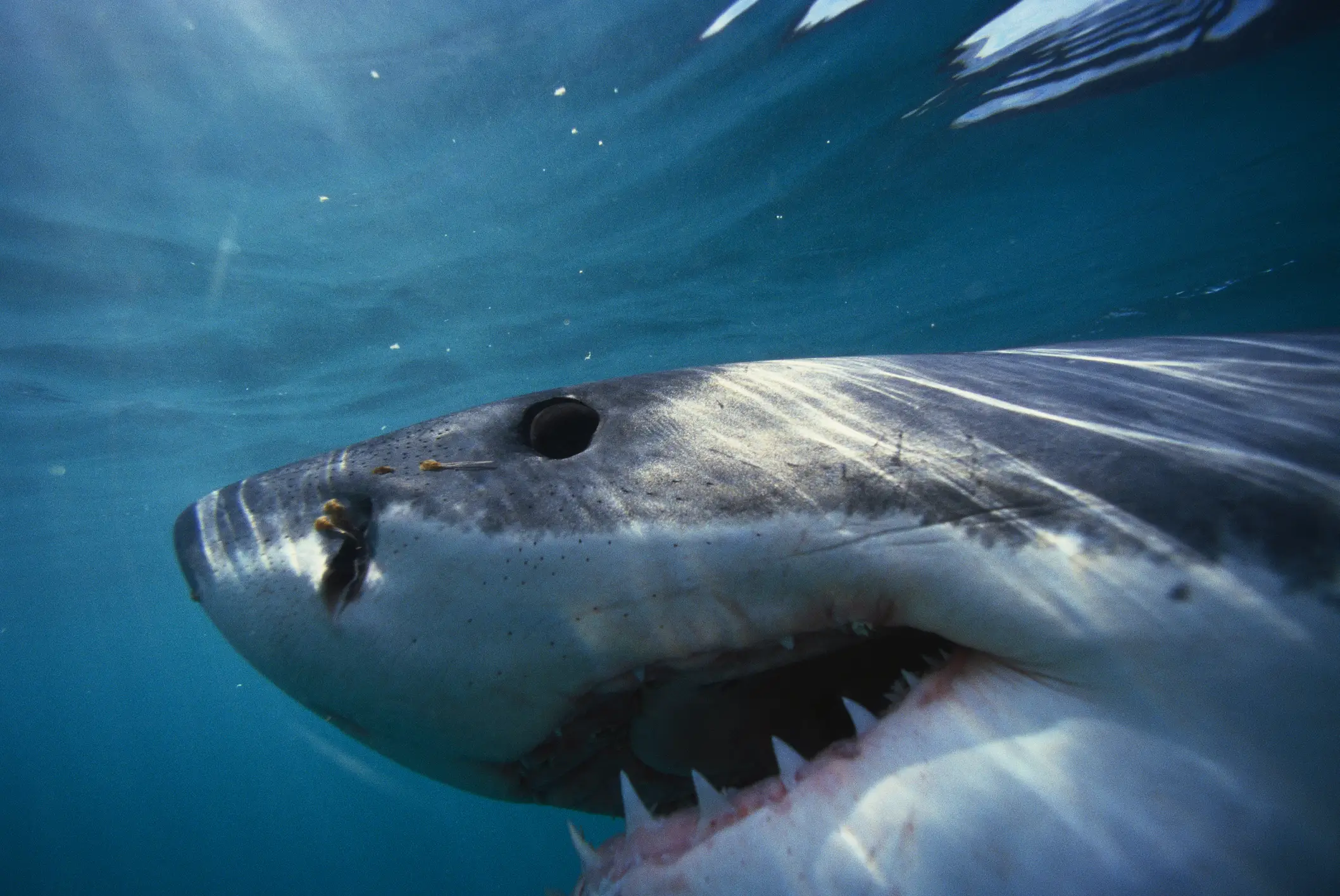 Great White Sharks can have up to 300 razor sharp teeth. (Getty Stock Images)