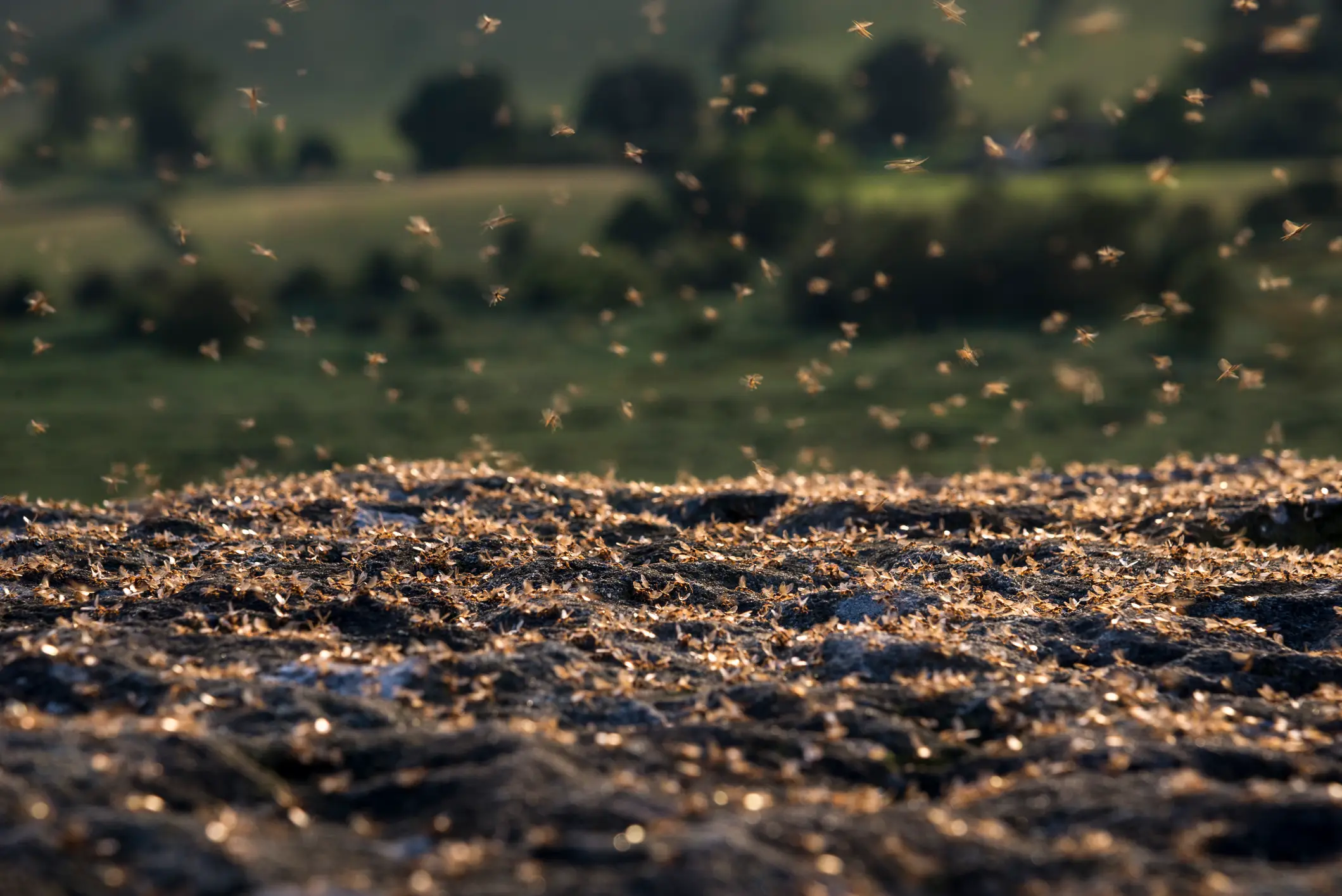 Flying ants preparing for nuptial flight in summer (Getty Images/R A Kearton)