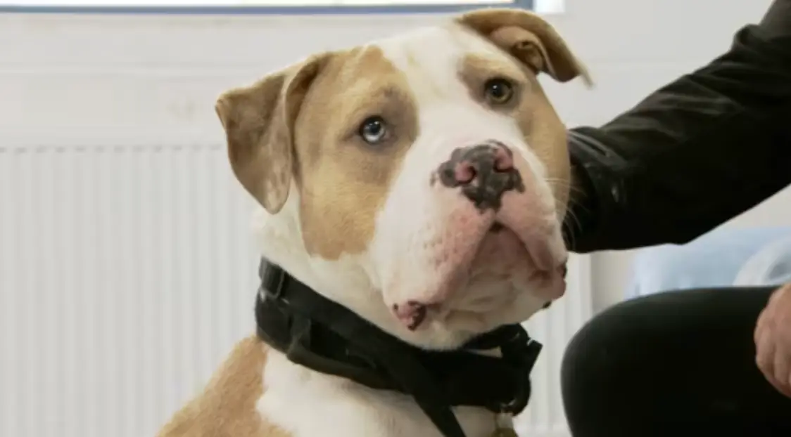 One expert has warned that ‘backyard breeders’ will simply breed another type of dog.