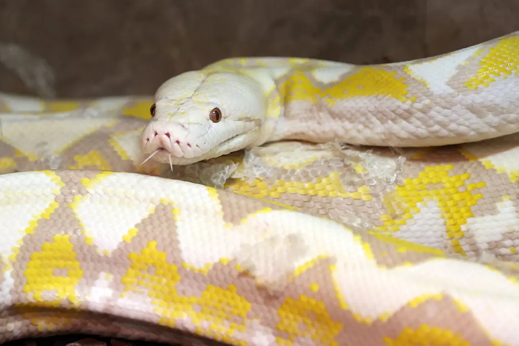 Burmese Pythons can actually be pretty friendly if treated right (Serhat Cetinkaya/Anadolu via Getty Images)