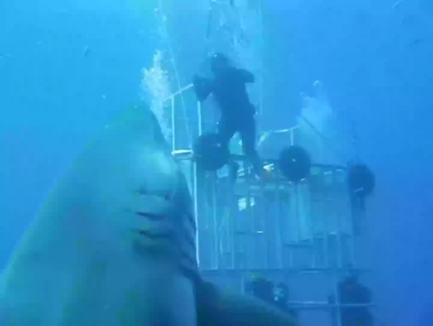 You can see how big the great white is when it's next to the diver (Facebook/Mauricio Hoyos Padilla)