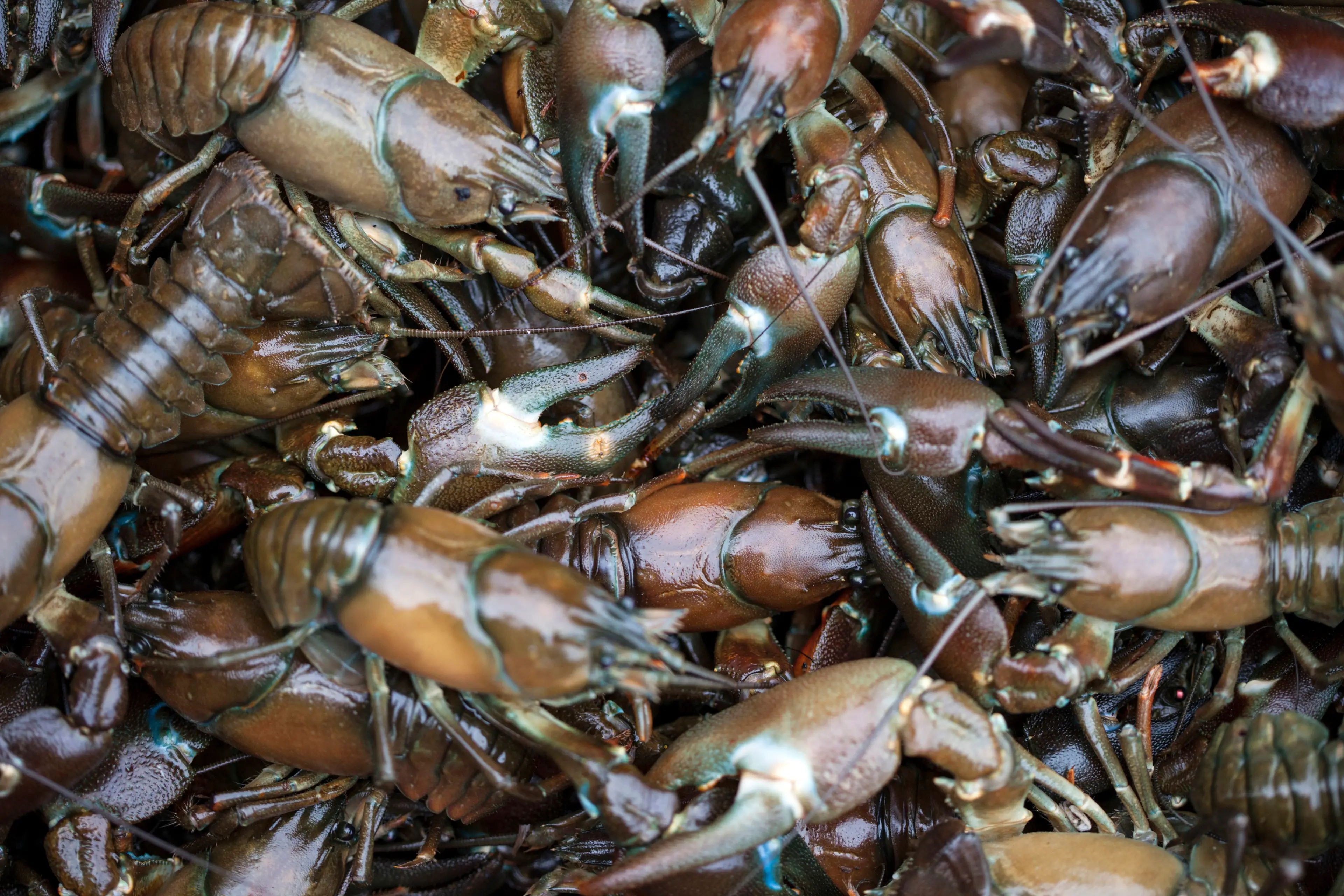 American crayfish. (Pictures Ltd./Corbis via Getty Images)