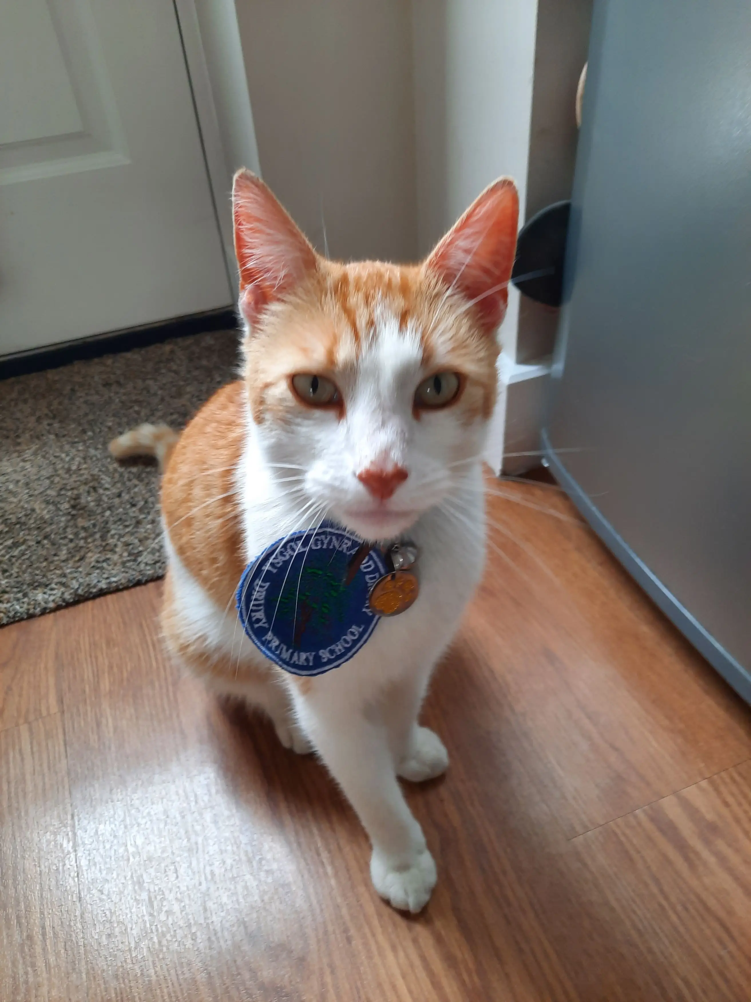 The mischievous fella had jumped up onto a school desk and posed for his own set of school photos.