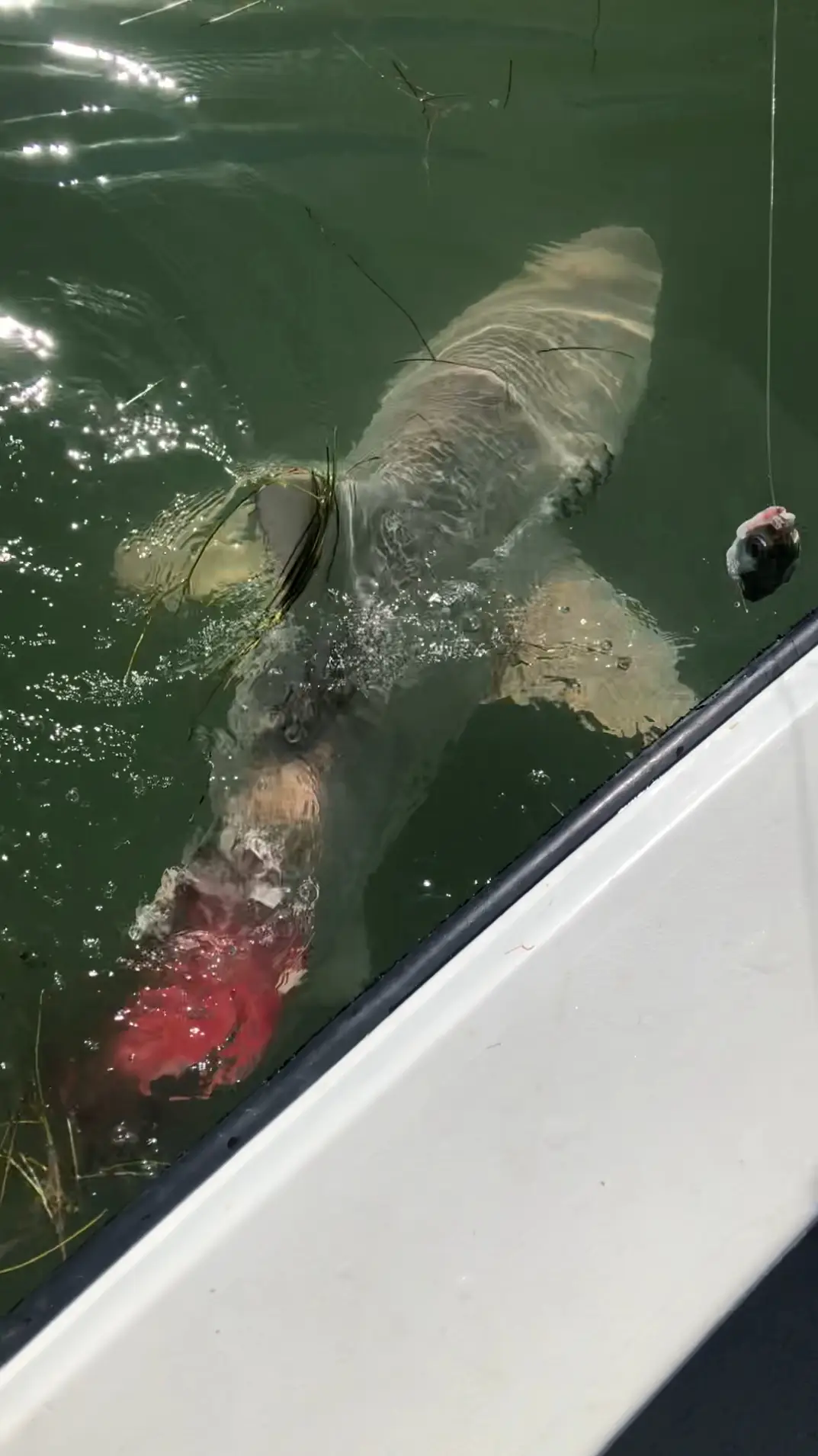 Dave thinks a bull shark attacked the Blacktip shark.