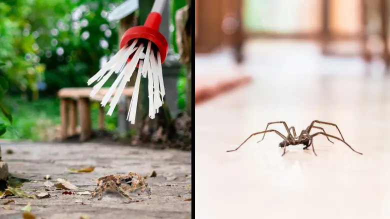 Amazon.co.uk/CBCK-Christine/Getty Images