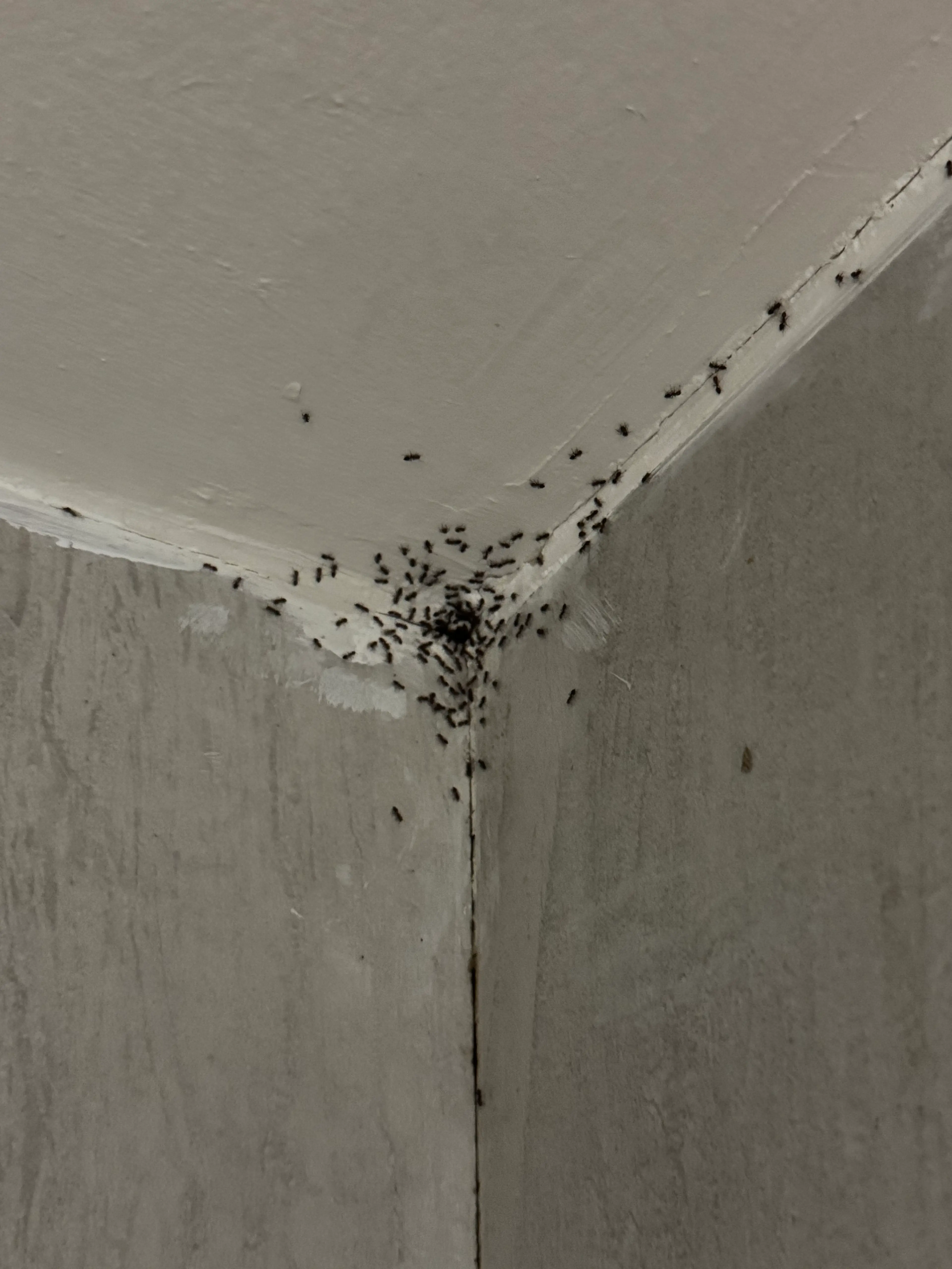 An ant infestation which the friends claim they saw at the hotel (Supplied)