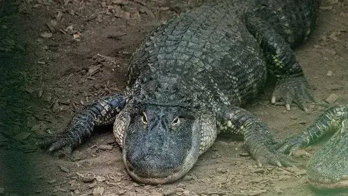 Johnson's Zoo